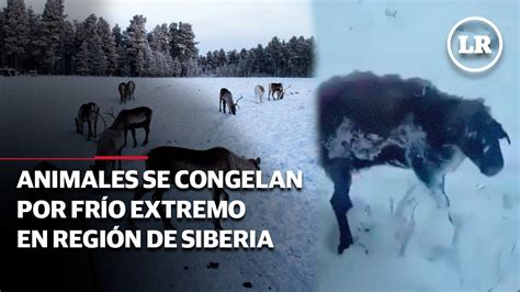 animales congelados siberia.